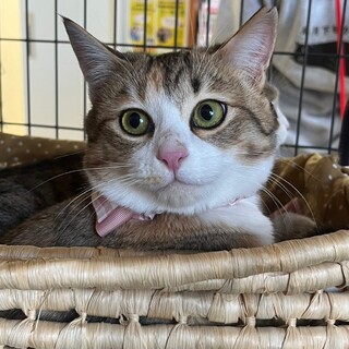 クリクリおめめのみこちゃん里親募集中！