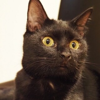 元気いっぱい甘えん坊な『エドナ』ちゃん