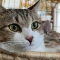 美猫ミミちゃん里親募集中！
