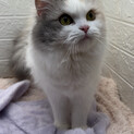 スコティッシュフォールド長毛美人立ち耳6歳
