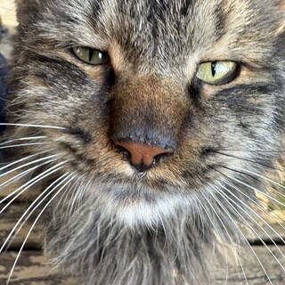 気立てのよい風来坊のお家を探しています