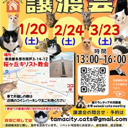 保護猫の譲渡会in聖蹟桜ヶ丘