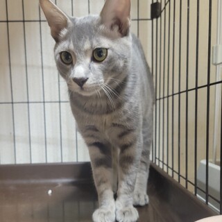 2/4さいたま市桜区譲渡会　ブレッドくん