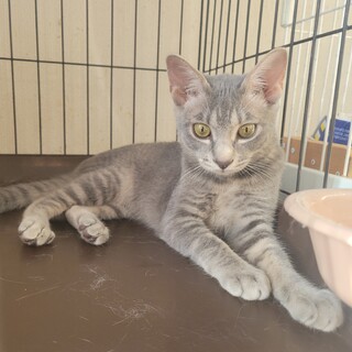 2/4さいたま市桜区譲渡会　シルバちゃん