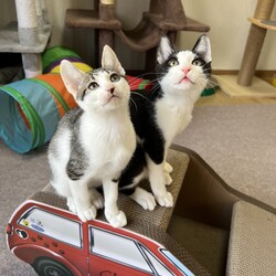 君と猫の赤い糸譲渡会 サムネイル2