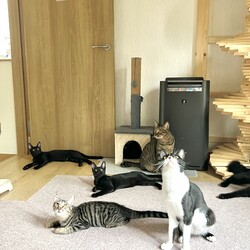 君と猫の赤い糸譲渡会 サムネイル3