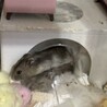 子供ハムスターの里親募集します。 サムネイル2