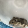 子供ハムスターの里親募集します。 サムネイル4