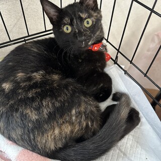 ずっとの家族が見つかりました。