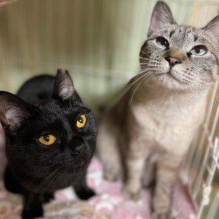 [2/10譲渡会参加]こりん♥︎ここあ