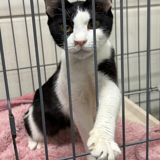 SOS３月13日期限！ハチワレなれなれ❤️そらこ