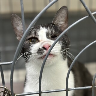 SOS３月13日期限！薄い黒なれなれ❤️にじこ