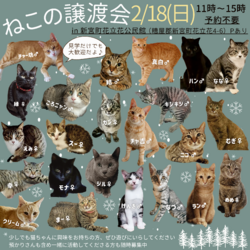 猫の譲渡会