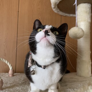 ハチワレ︎︎ ︎︎ ♀ 人のそばが好き