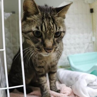 でっかいキジトラ男子人なれ抜群　かわぐちくん