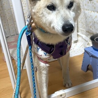 まだまだ元気、優しいシニアの柴ことです。