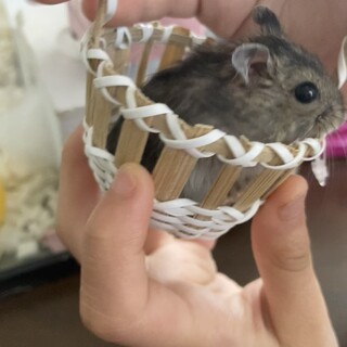子供ハムスターの里親募集します。