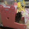 子供ハムスターの里親募集します。 サムネイル3
