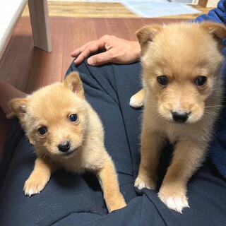 人の手で育った甘えん坊のオス子犬