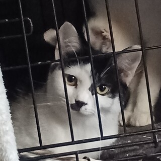 センター引き出し、まなざし魅力の白黒女子