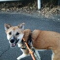 母性本能をくすぐる、困り顔の元野犬のまる君