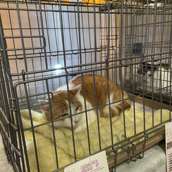 本気の譲渡会 サムネイル2