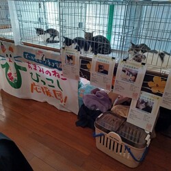 本気の譲渡会 サムネイル3