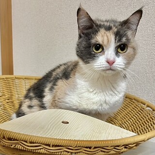 スコティッシュの女の子