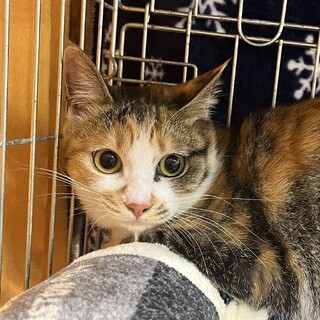 里親決定。三毛キジ猫サミー避妊済み