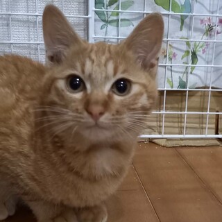 里親決定。、茶トラのルウ君4ヶ月