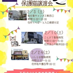 ♡流山市　保護猫譲渡会♡