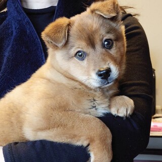 3ヶ月の男の子！お見合い可能です！