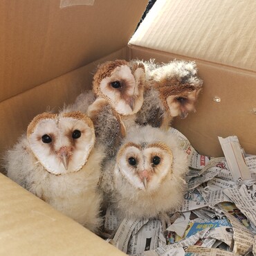 そろそろ某園に引き渡せるかな？