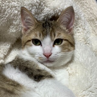 募集停止イケニャンキジ白なれなれ男子⭐️まに