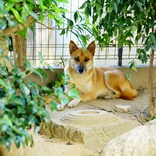 3歳ぐらいのかわいい男の子