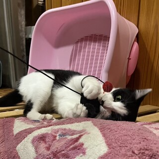 黒白ガール★あい★みんにゃを育てた強いママ