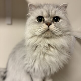 マイペースできまぐれなペルシャの男の子、いわし