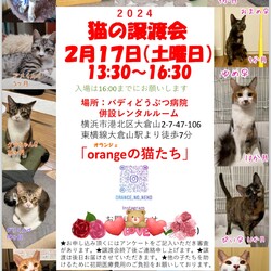 orangeの猫たちの譲渡会in横浜大倉山