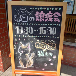 orangeの猫たちの譲渡会in横浜大倉山 サムネイル2