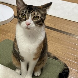 orangeの猫たちの譲渡会in横浜大倉山 サムネイル3