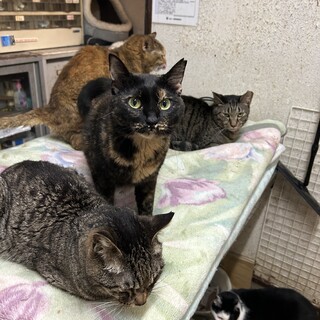 4歳8ヶ月　サビ猫　小柄な　紅ちゃん