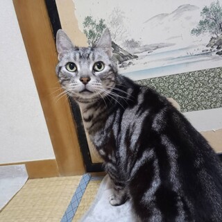 オレゴン、里親さま決定！ありがとうございました♥️