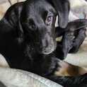 黒ラブラドールMIX