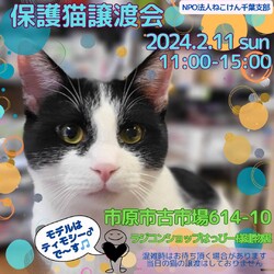 ねこけん千葉支部　譲渡会