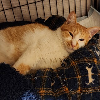 いじめられて行き場がなくなってしまった茶白くん