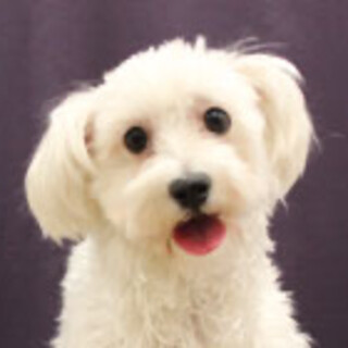 マルチーズの女の子です。