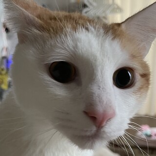 人懐っこい落ち着いた猫ちゃんの里親様募集