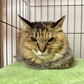 長毛のサビ、みどりちゃん。美猫です。