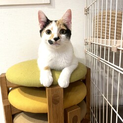 in江南市☆2会場同日開催☆子猫もいる大祭り！☆2024年2月11日（日）～ちーむ にゃいんず