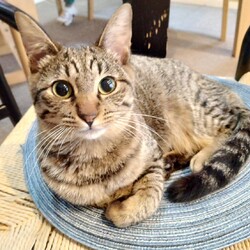 in瀬戸市☆2会場同日開催☆子猫もいる大祭り！☆2024年2月11日（日）～ ちーむ にゃいんず